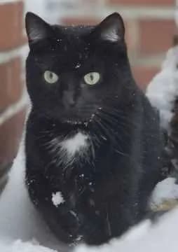 Frieda