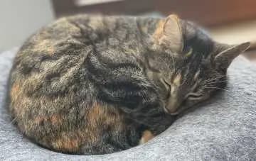 Agatha