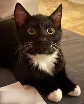 Kuro
