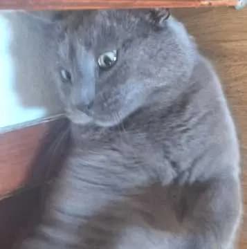 Mani