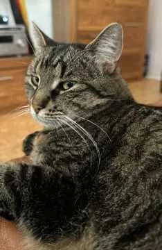 Pimkie
