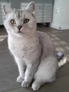 Sammy