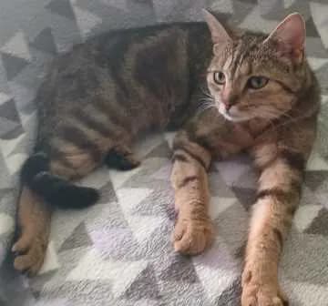 Kleo
