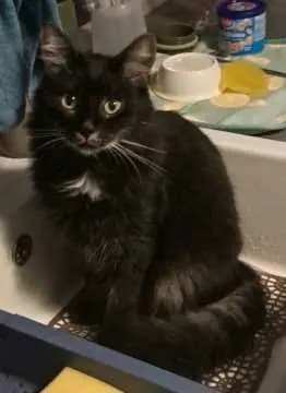 Mäxchen