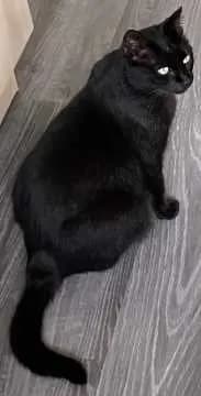 Karlo