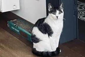 Chat
