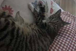 Chat