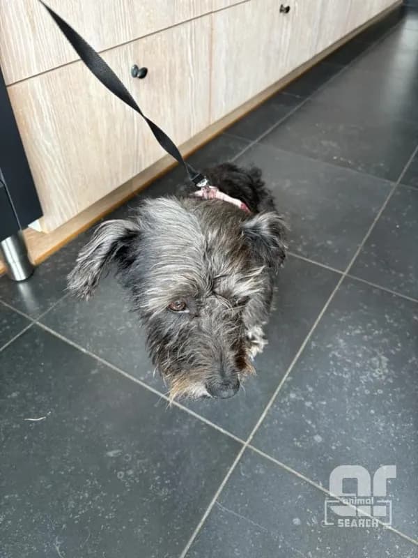Hond