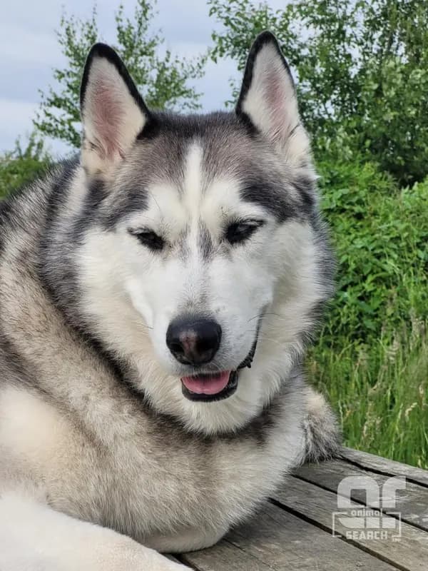 Hond