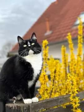 Pisi