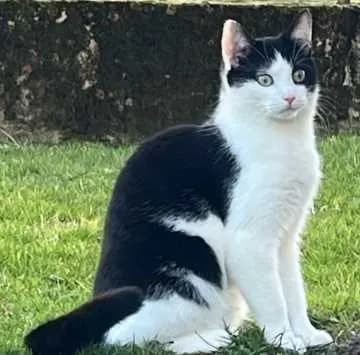 Zeytin
