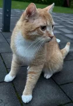 Simba