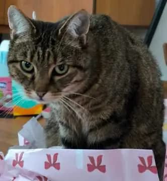 Ella