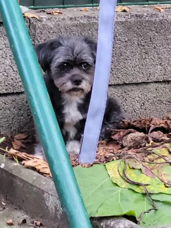 Maya