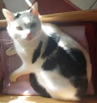 Merlin