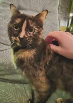 Maya