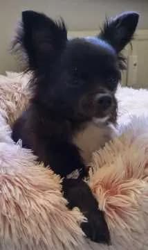 Bobby