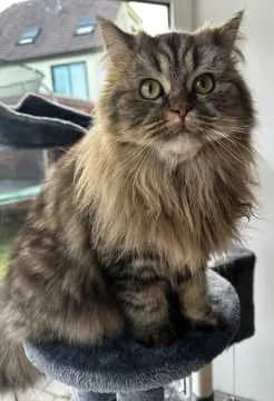 Pamuk