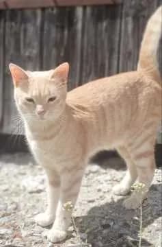 Fritzi
