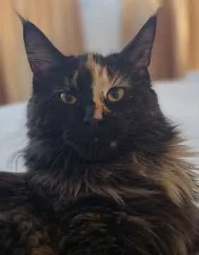 Lilu