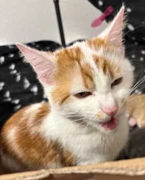 Chiquita