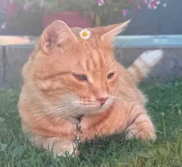 Simba