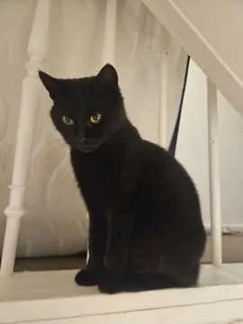 Maja