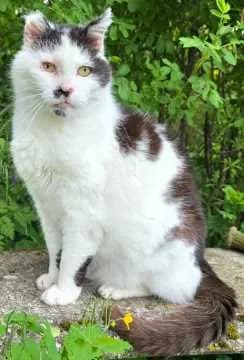Felix