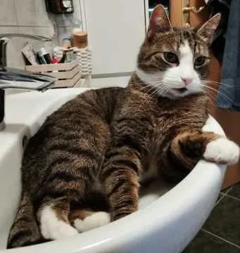 Findus