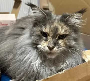 Bella Lotta