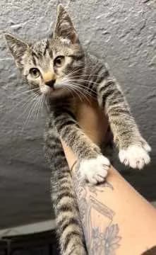 Sir Lanzelott