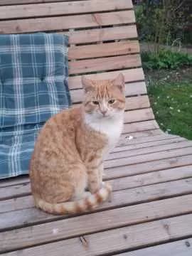 Simba