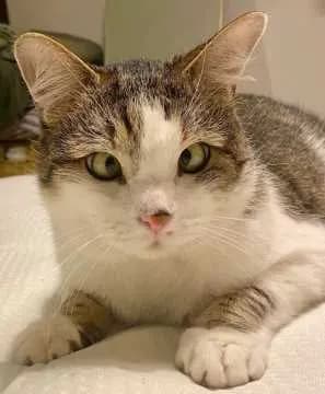 Bobi