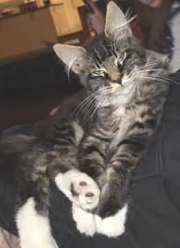 Carlo