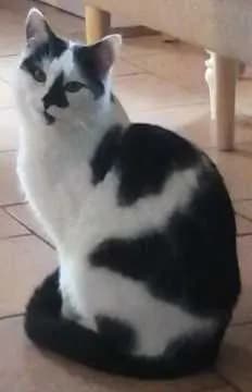 Miko