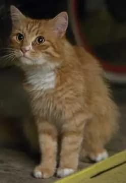 Maurice