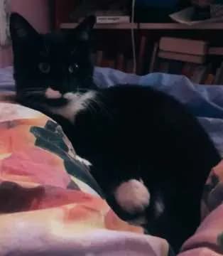 Lotti