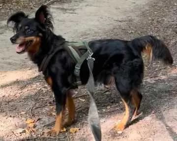 Balu