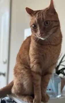 Milo
