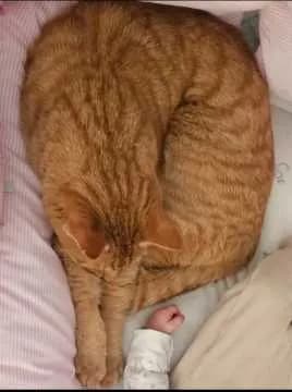 Felix