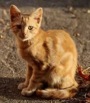 Peppino