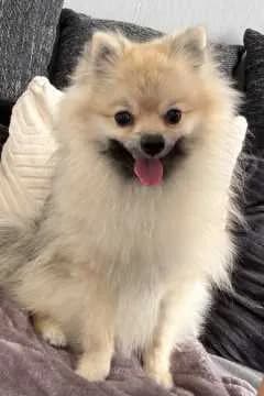 Bruno