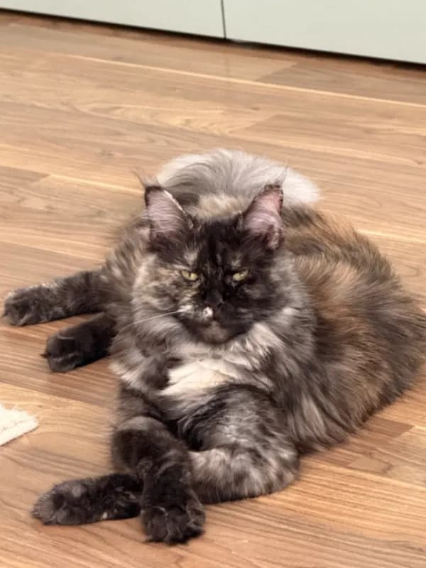 Coco
