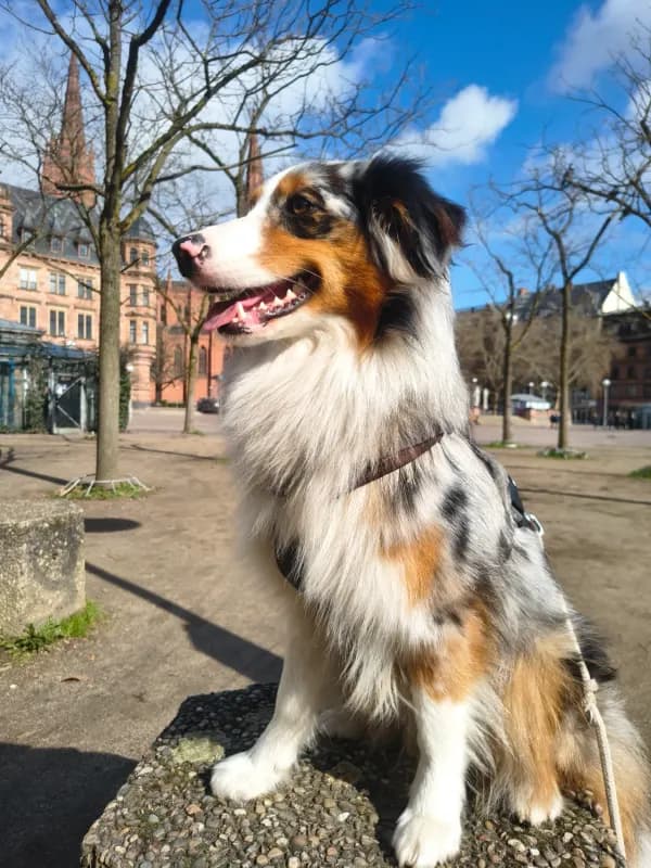 Twixi