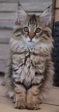 Simba