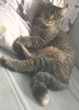 Lilli
