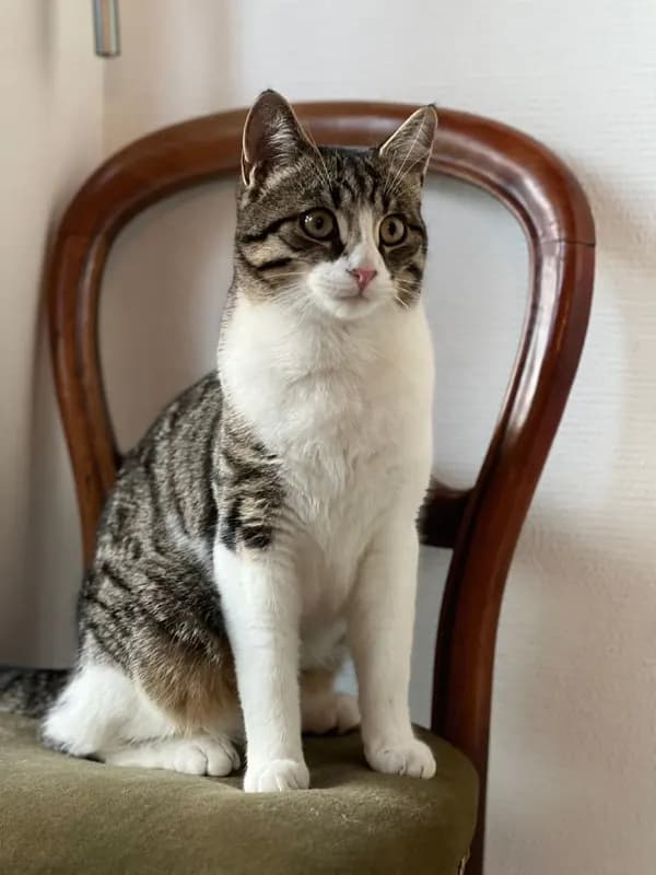 Tiggi