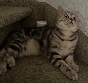 Mia