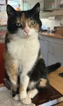 Mogli