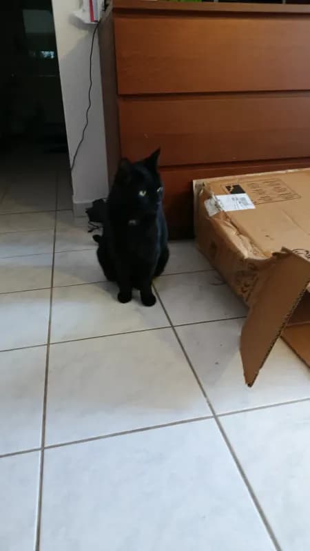 Loki